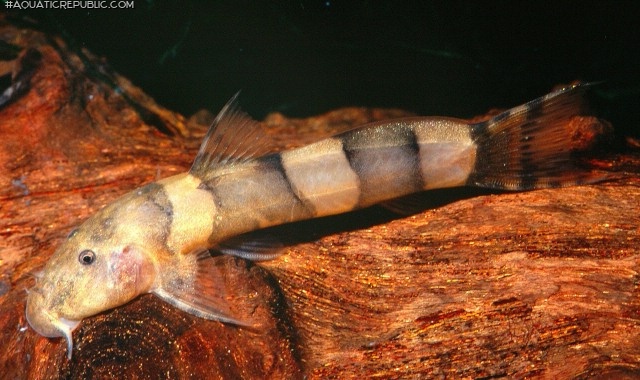 Astroblepus mancoi