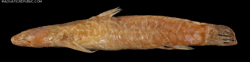 Astroblepus orientalis