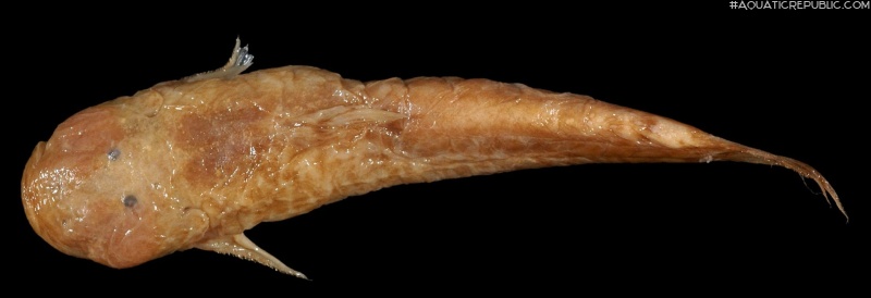 Astroblepus orientalis