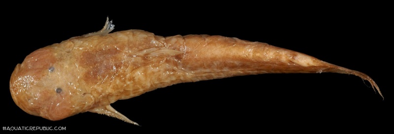 Astroblepus orientalis