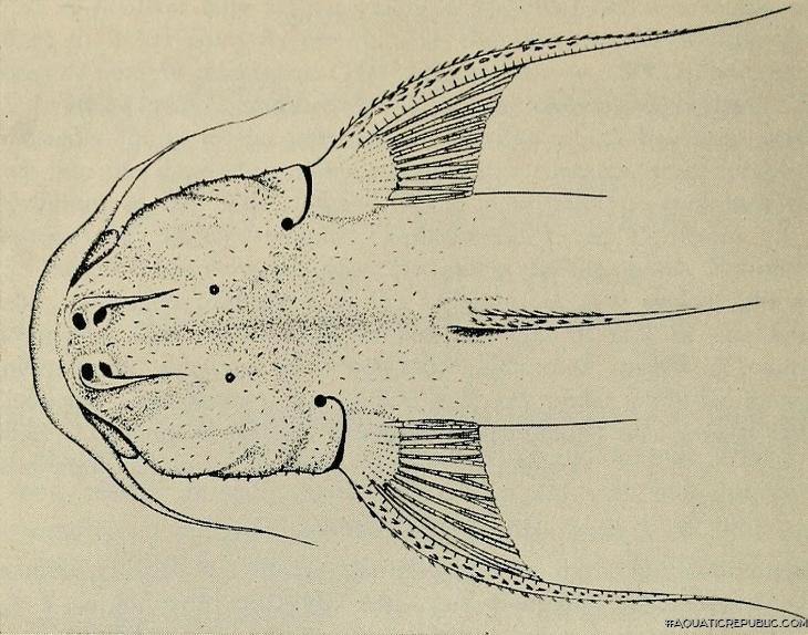 Astroblepus pholeter