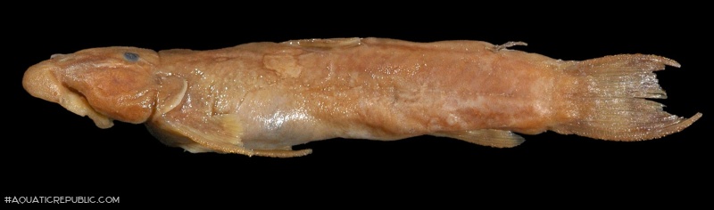 Astroblepus retropinnus