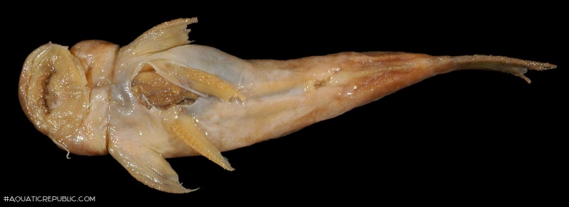 Astroblepus retropinnus