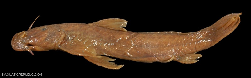 Astroblepus simonsii