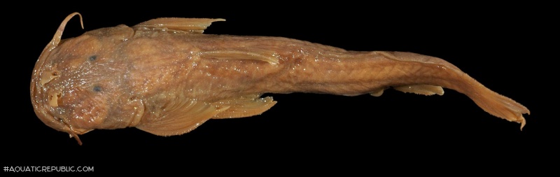 Astroblepus simonsii