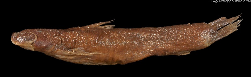 Astroblepus vaillanti