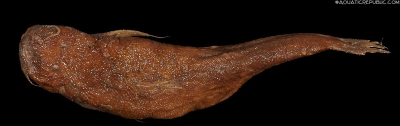 Astroblepus vaillanti