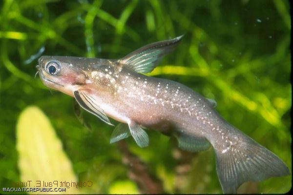 Auchenipterichthys coracoideus