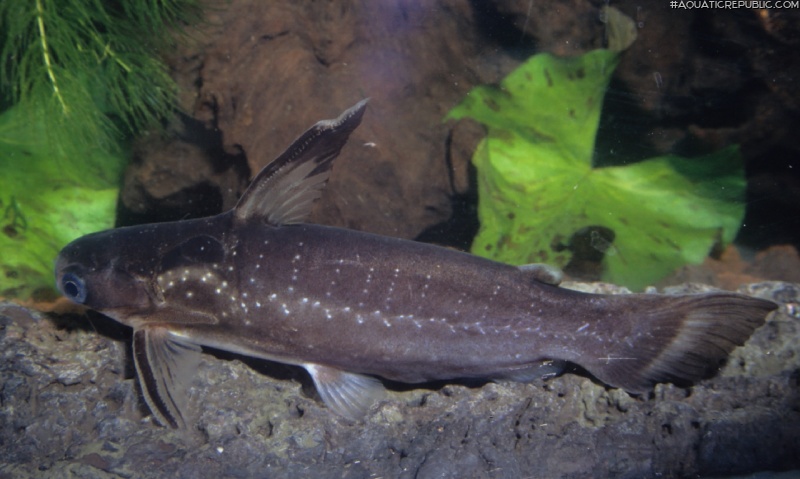 Auchenipterichthys coracoideus