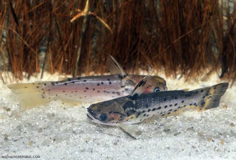 Auchenipterichthys punctatus