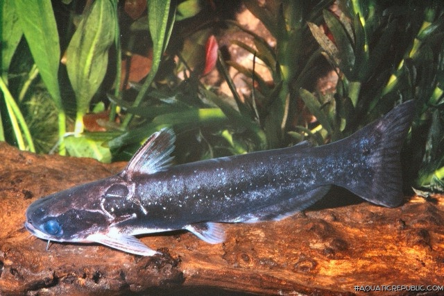 Auchenipterichthys sp. (1)