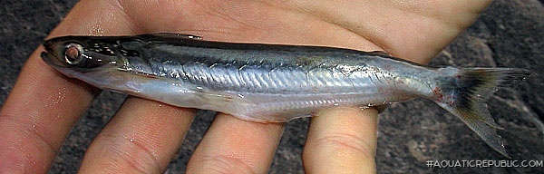 Auchenipterus nuchalis