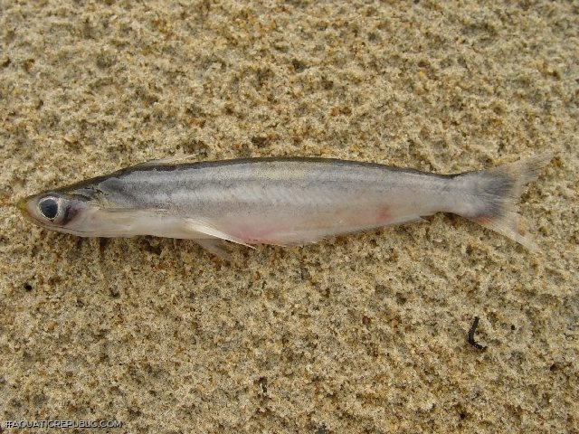 Auchenipterus nuchalis