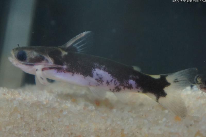 Centromochlus sp. `LOWER TAPAJOS`