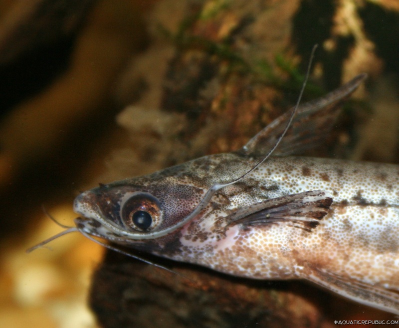 Entomocorus gameroi