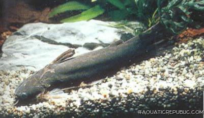 Tatia aulopygia