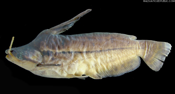 Tetranematichthys barthemi