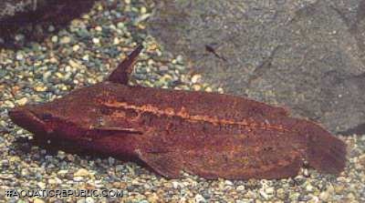 Tetranematichthys quadrifilis