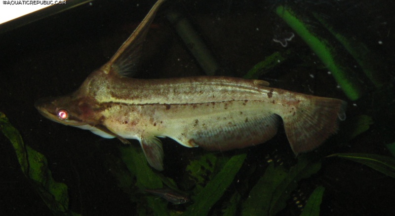 Tetranematichthys wallacei