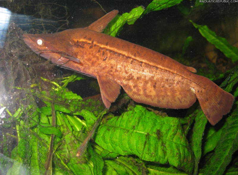 Tetranematichthys wallacei