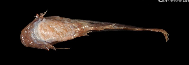 Trachelyichthys decaradiatus