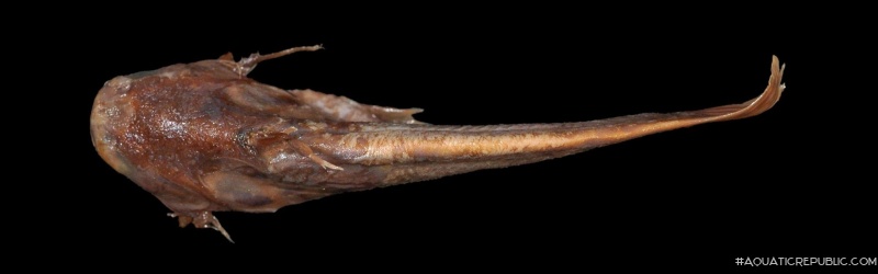 Trachelyichthys decaradiatus