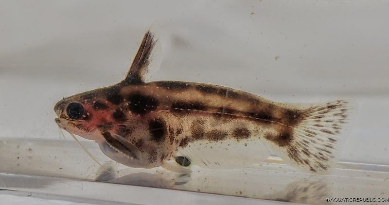 Trachelyichthys exilis