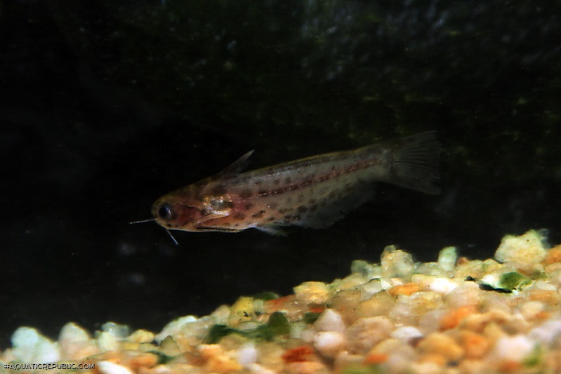 Trachelyichthys sp. `RIO TAPAJOS`