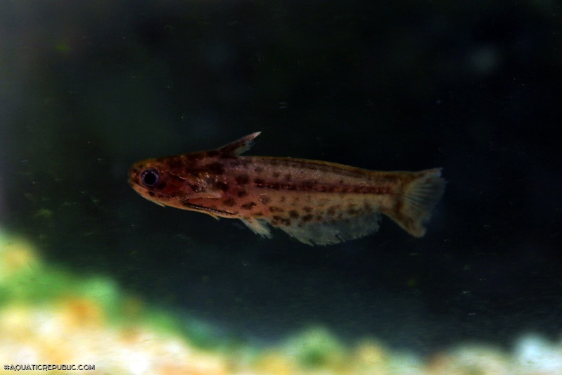 Trachelyichthys sp. `RIO TAPAJOS`