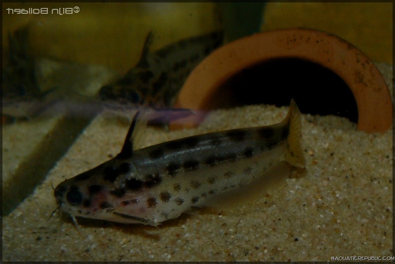 Trachelyichthys sp. `RIO TAPAJOS`