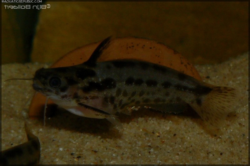 Trachelyichthys sp. `RIO TAPAJOS`