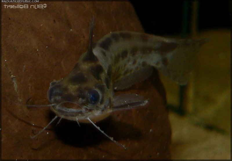 Trachelyichthys sp. `RIO TAPAJOS`