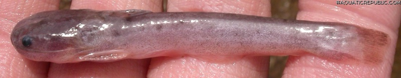 Trachelyopterichthys anduzei