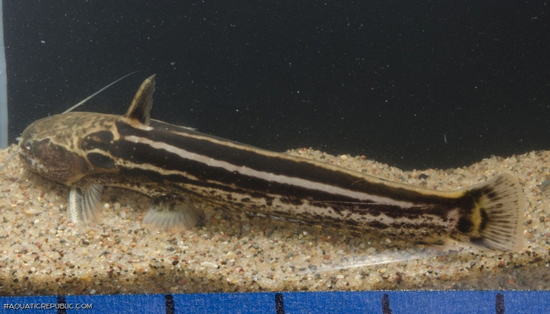 Trachelyopterichthys taeniatus