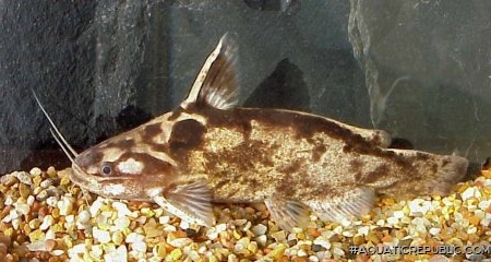 Trachelyopterus albicrux