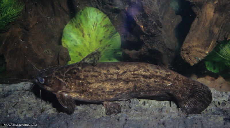 Trachelyopterus coriaceus