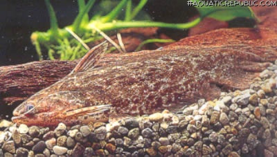 Trachelyopterus coriaceus