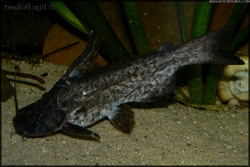 Trachelyopterus fisheri