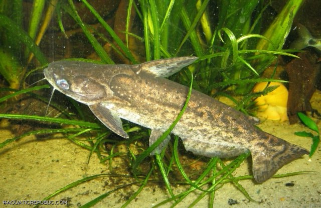 Trachelyopterus fisheri