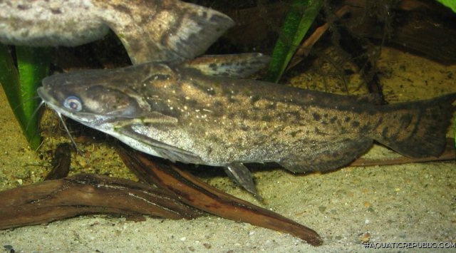 Trachelyopterus fisheri