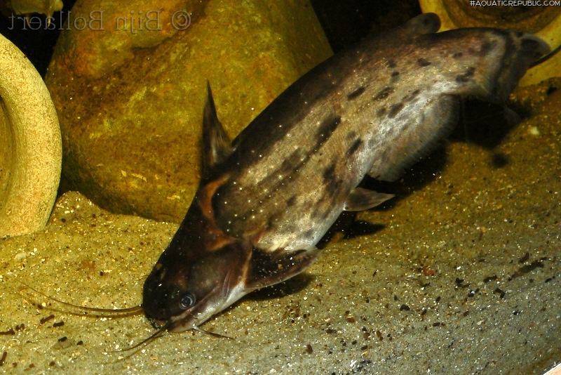 Trachelyopterus galeatus