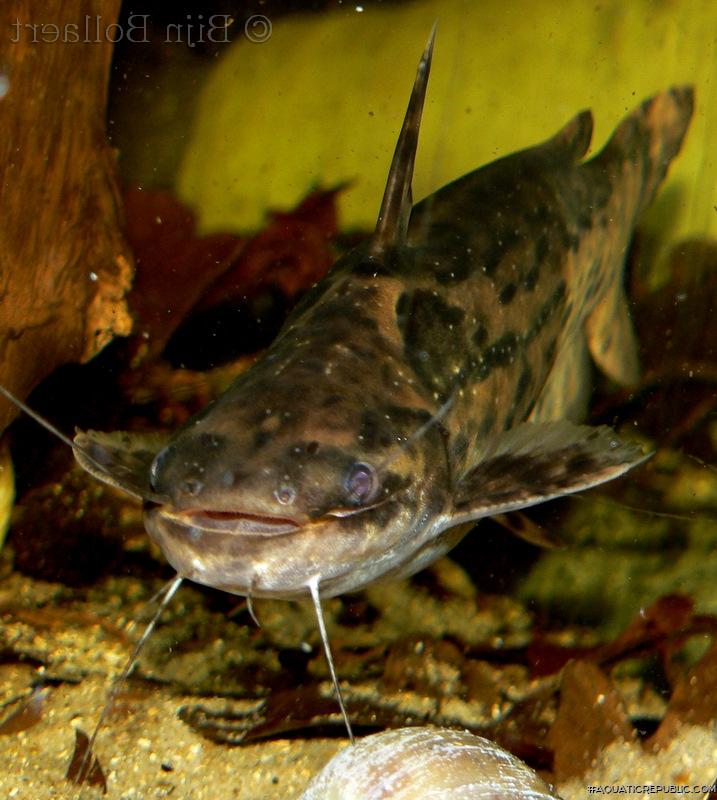 Trachelyopterus galeatus