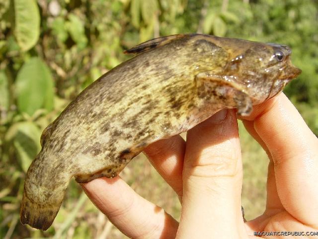 Trachelyopterus galeatus