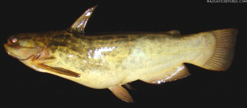 Trachelyopterus lucenai