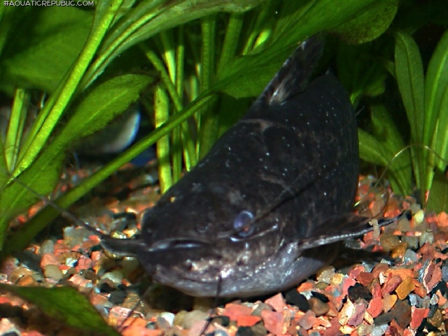 Trachelyopterus sp. (1)