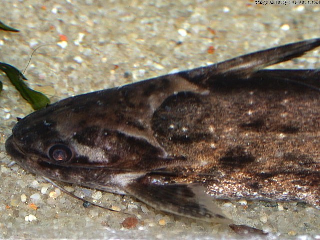 Trachelyopterus sp. (1)