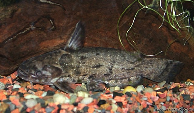 Trachelyopterus sp. (1)