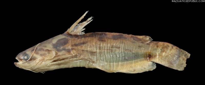 Trachelyopterus sp. (4)