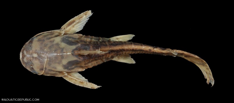 Trachelyopterus sp. (4)