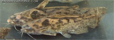 Trachelyopterus sp. `RIO XINGU`
